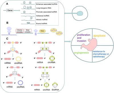 The Molecular Roles and Clinical Implications of Non-Coding RNAs in Gastric Cancer